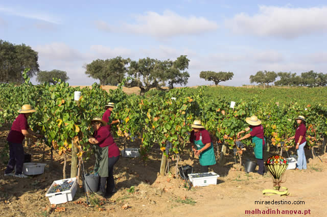 Vinhos do Alentejo