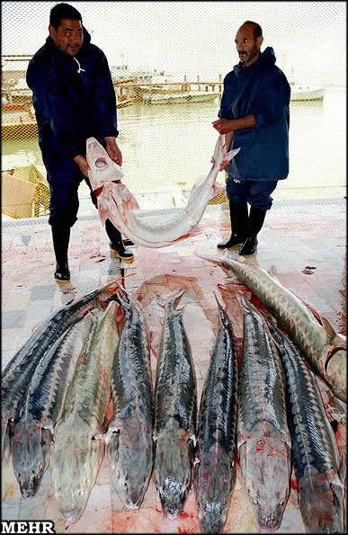 Preparação do Caviar