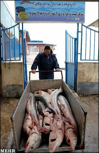 Preparação do Caviar