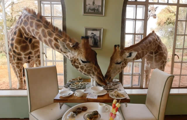 GIRAFFE MANOR - Hotel das Girafas - Nairbi, Qunia