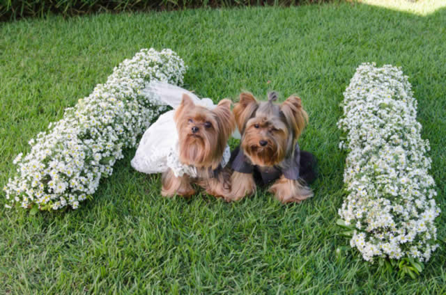 Grife de luxo para pets desenvolve linha voltada para casamentos