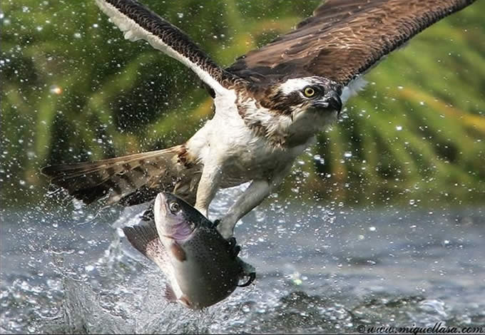 Fotografias tiradas no tempo exato