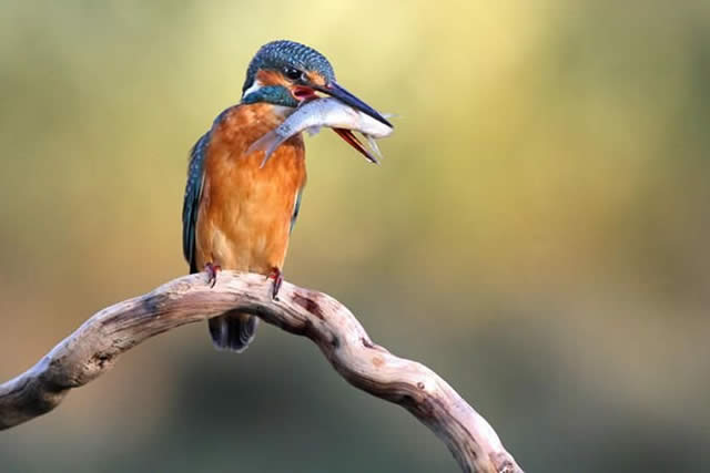 Fotografias tiradas no tempo exato