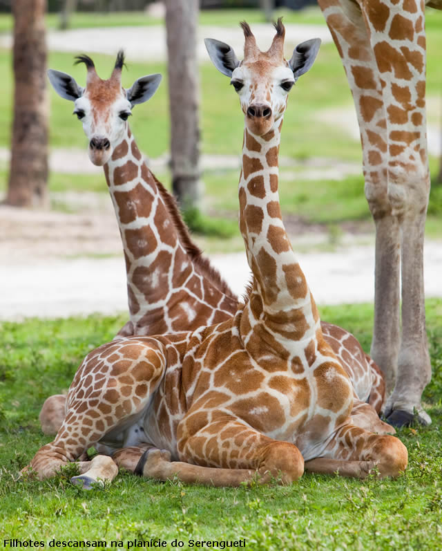 Filhotes de girafa emocionam visitantes no Busch Gardens