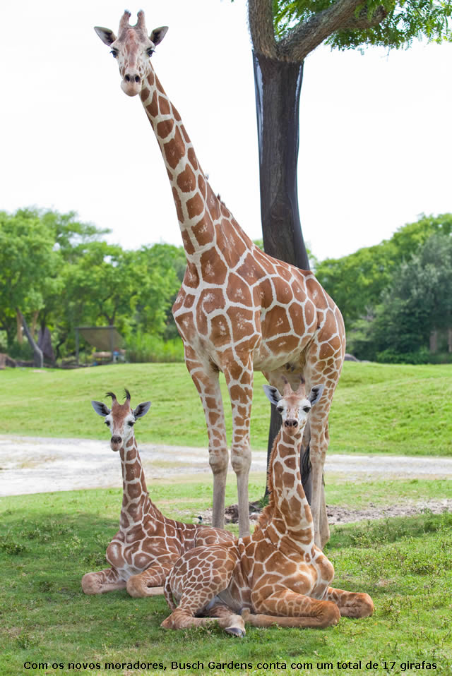 Filhotes de girafa emocionam visitantes no Busch Gardens