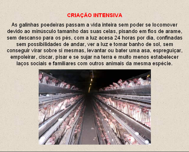 Produção de Ovos de Granja