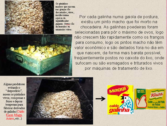 Produção de Ovos de Granja