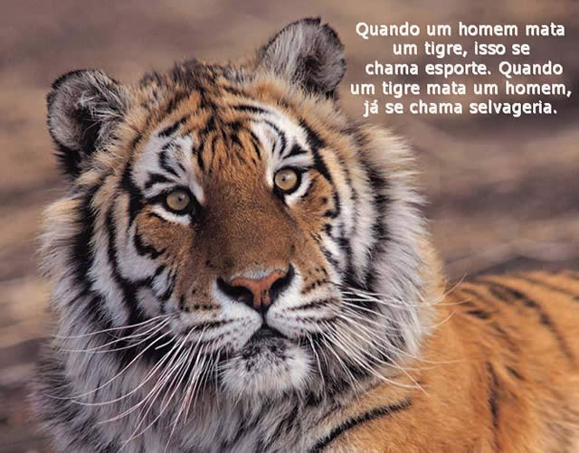 Mundo Animal