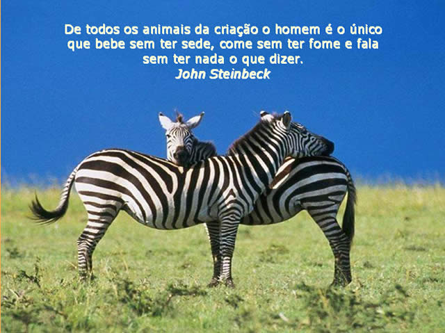 Mundo Animal