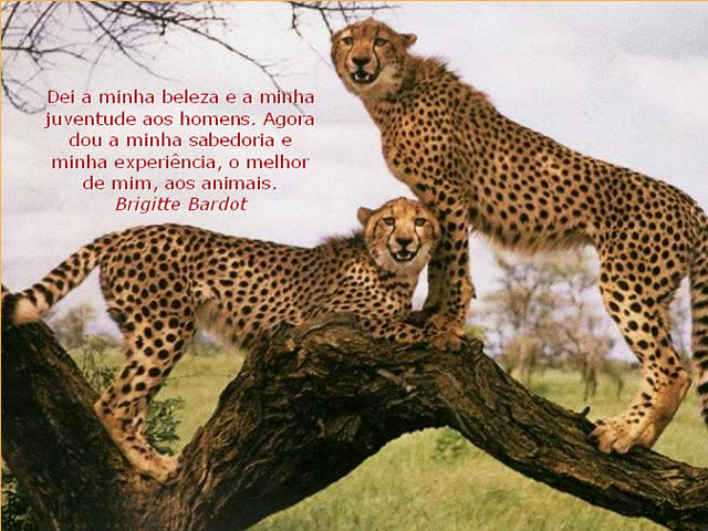 Mundo Animal