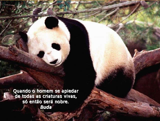 Mundo Animal