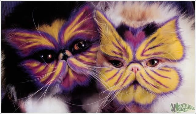 Maquiagem de gatos - Makeup cats -  Maquillaje de gatos