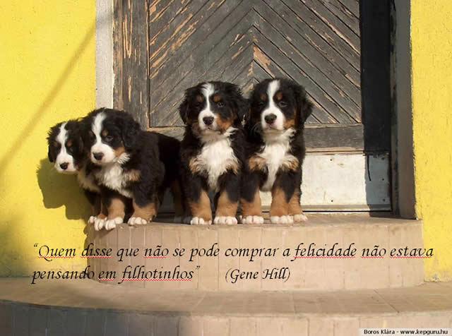 Perros