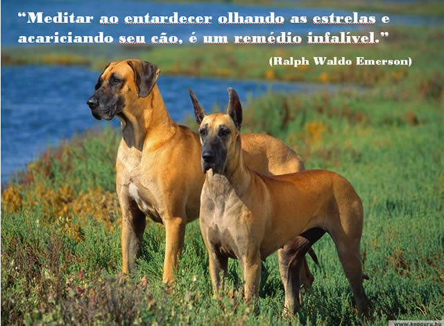 Perros