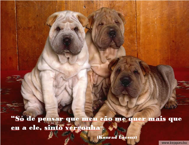 Perros