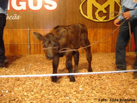 6º Leilão Red Angus