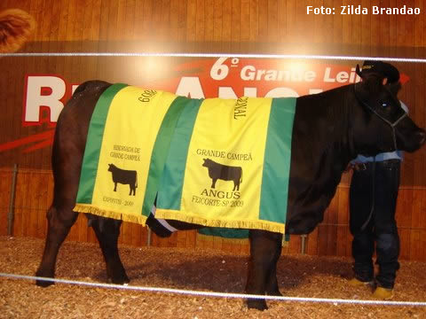 6º Leilão Red Angus