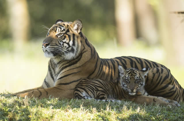 Anala - Jeda - tigre de sumatra  - Maharajah Jungle Trek - Animal Kingdom