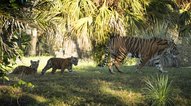 Anala - Jeda - tigre de sumatra  - Maharajah Jungle Trek - Animal Kingdom