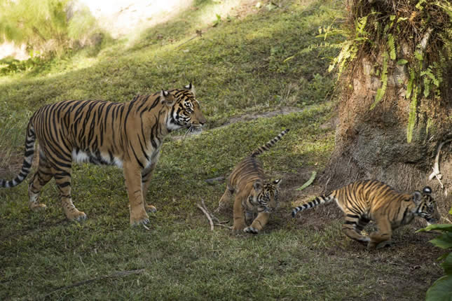 Anala - Jeda - tigre de sumatra  - Maharajah Jungle Trek - Animal Kingdom