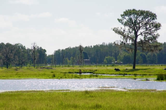 Safari Wilderness, o melhor Safari livre da Flórida