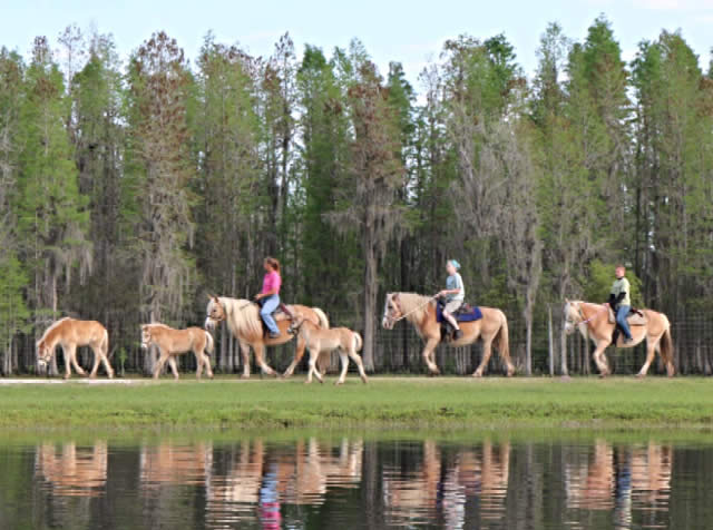 Safari Wilderness, o melhor Safari livre da Flórida