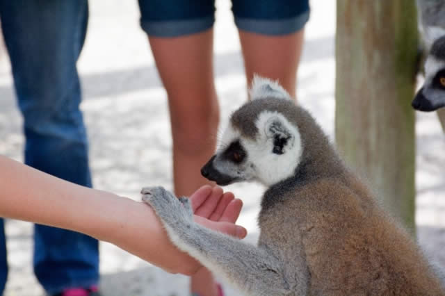 Safari Wilderness, o melhor Safari livre da Flórida