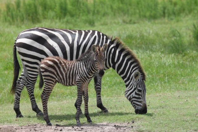 Safari Wilderness, o melhor Safari livre da Flórida