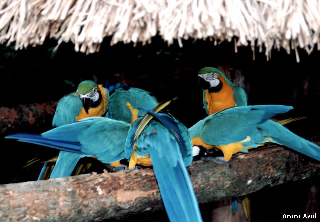 Foz do Iguaçu incentiva a prática do birdwatching - Arara Azul