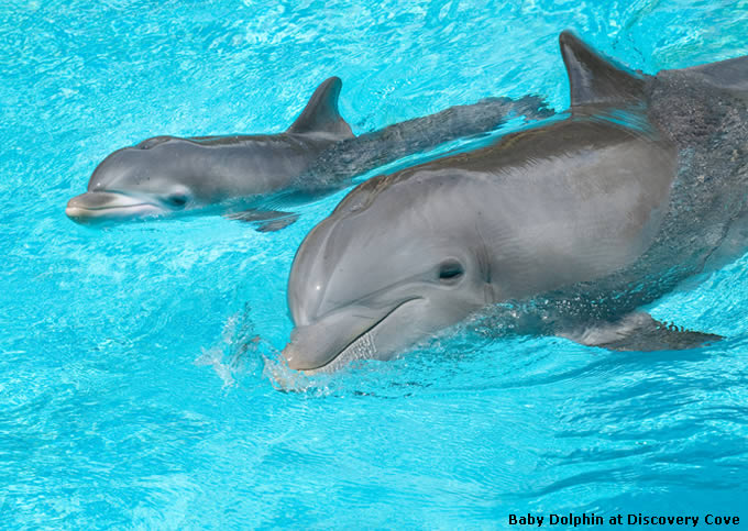 Baby Dolphin at Discovery Cove