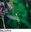 Foz do Iguaçu incentiva a prática do birdwatching - Beija Flor